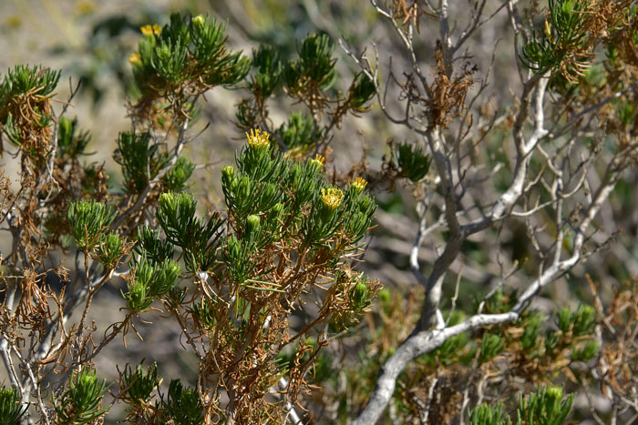 Schott's Pygmycedar is also called Desert Fir or Pygmy Cedar is a native species that grows in the southwest at elevations up to 5,000 feet, although usually much lower. Peucephyllum schottii 